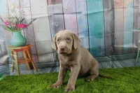 Cordelia, a female Labrador Retriever for sale in Stockton, MO – Photo 7 of 10