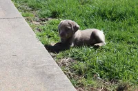 Cordelia, a female Labrador Retriever for sale in Stockton, MO – Photo 4 of 10