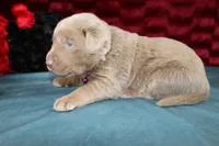 Cordelia, a female Labrador Retriever for sale in Stockton, MO – Photo 1 of 7