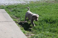 Cordelia, a female Labrador Retriever for sale in Stockton, MO – Photo 6 of 10