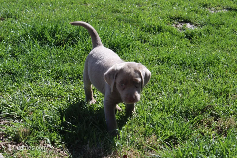 Cordelia – Labrador Retriever puppy for sale in Stockton, MO