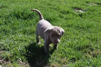 Cordelia, a female Labrador Retriever for sale in Stockton, MO – Photo 2 of 10