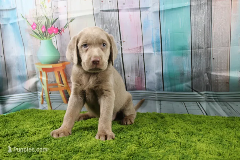 Cordelia – Labrador Retriever puppy for sale in Stockton, MO