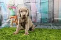 Cordelia, a female Labrador Retriever for sale in Stockton, MO – Photo 1 of 10