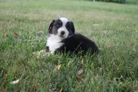 Liberty, a female Miniature Australian Shepherd for sale in Stockton, MO – 3 of 10