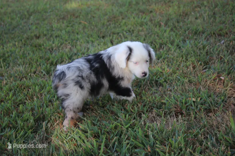 George – Miniature Australian Shepherd puppy on hold in Stockton, MO