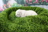 Jasmine, a female English Cream Golden Retriever for sale in Stockton, MO – Photo 7 of 8