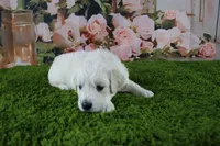 Jasmine, a female English Cream Golden Retriever for sale in Stockton, MO – 6 of 10