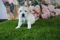 Jasmine, a female English Cream Golden Retriever for sale in Stockton, MO – 2 of 10