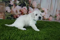 Jasmine, a female English Cream Golden Retriever for sale in Stockton, MO – 3 of 10