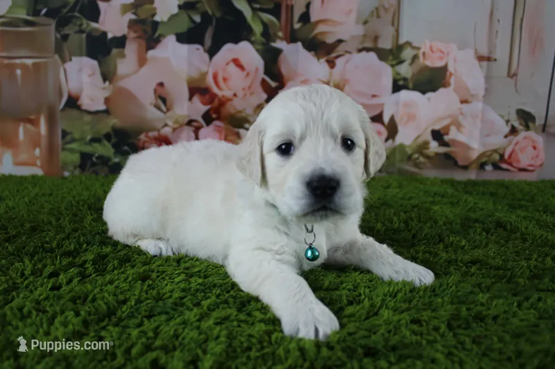 Jasmine – English Cream Golden Retriever puppy for sale in Stockton, MO