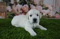Jasmine, a female English Cream Golden Retriever for sale in Stockton, MO – 1 of 10