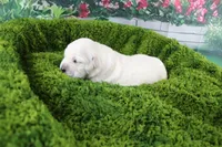 Jasmine, a female English Cream Golden Retriever for sale in Stockton, MO – Photo 5 of 8