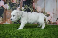 Jasmine, a female English Cream Golden Retriever for sale in Stockton, MO – 5 of 10