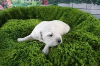 Jasmine, a female English Cream Golden Retriever for sale in Stockton, MO – Photo 4 of 8