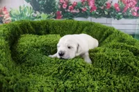 Jasmine, a female English Cream Golden Retriever for sale in Stockton, MO – Photo 3 of 8