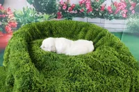 Jasmine, a female English Cream Golden Retriever for sale in Stockton, MO – Photo 8 of 8