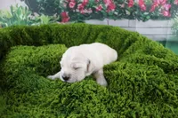 Jasmine, a female English Cream Golden Retriever for sale in Stockton, MO – Photo 2 of 8