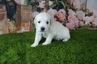 Jasmine, a female English Cream Golden Retriever for sale in Stockton, MO – 4 of 10