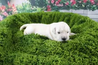 Jasmine, a female English Cream Golden Retriever for sale in Stockton, MO – Photo 6 of 8