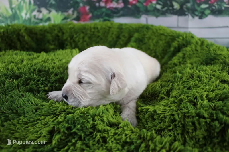 Jasmine – English Cream Golden Retriever puppy for sale in Stockton, MO