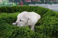 Jasmine, a female English Cream Golden Retriever for sale in Stockton, MO – Photo 1 of 8