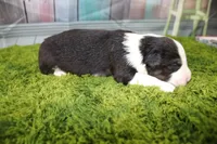 Ellis, a male Miniature Australian Shepherd for sale in Stockton, MO – 2 of 5