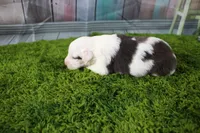 Irene, a female Miniature Australian Shepherd for sale in Stockton, MO – 2 of 6