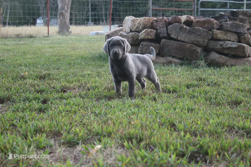 Wren – Labrador Retriever puppy for sale in Stockton, MO