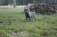 Wren, a female Labrador Retriever for sale in Stockton, MO – 1 of 9