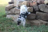 George, a male Miniature Australian Shepherd for sale in Stockton, MO – 5 of 10