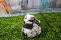 George, a male Miniature Australian Shepherd for sale in Stockton, MO – 2 of 6
