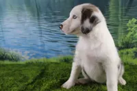 Harriett, a female Miniature Australian Shepherd for sale in Stockton, MO – 3 of 10