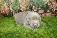 Frost, a female Labrador Retriever for sale in Stockton, MO – 3 of 6