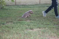 Ember, a female Labrador Retriever for sale in Stockton, MO – 3 of 10