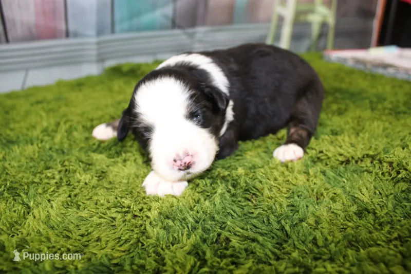 Jubilee – Miniature Australian Shepherd puppy for sale in Stockton, MO