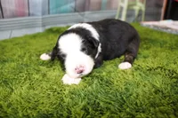 Jubilee, a female Miniature Australian Shepherd for sale in Stockton, MO – 1 of 7