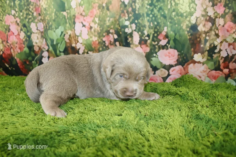 Ember – Labrador Retriever puppy for sale in Stockton, MO
