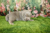 Ember, a female Labrador Retriever for sale in Stockton, MO – 1 of 7