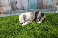 George, a male Miniature Australian Shepherd for sale in Stockton, MO – 4 of 6