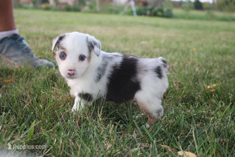 Freedom – Miniature Australian Shepherd puppy for sale in Stockton, MO