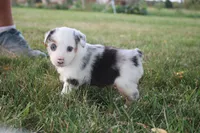 Freedom, a female Miniature Australian Shepherd for sale in Stockton, MO – 7 of 10