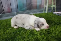 America, a male Miniature Australian Shepherd for sale in Stockton, MO – 4 of 6