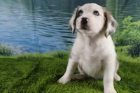 Harriett, a female Miniature Australian Shepherd for sale in Stockton, MO – 5 of 10