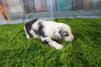 Freedom, a female Miniature Australian Shepherd for sale in Stockton, MO – 4 of 5