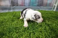 Freedom, a female Miniature Australian Shepherd for sale in Stockton, MO – 3 of 5