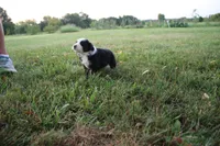 Jubilee, a female Miniature Australian Shepherd for sale in Stockton, MO – 2 of 10