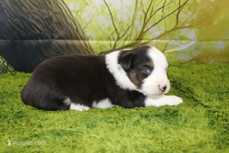 Ellis – Miniature Australian Shepherd puppy for sale in Stockton, MO