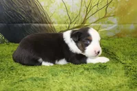 Ellis, a male Miniature Australian Shepherd for sale in Stockton, MO – 8 of 10