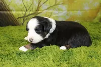Jubilee, a female Miniature Australian Shepherd for sale in Stockton, MO – 7 of 10